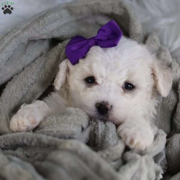 Bridget, Bichon Frise Puppy